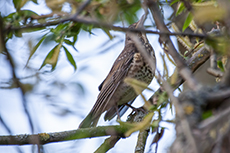 Misteldrossel [Turdus viscivorus]