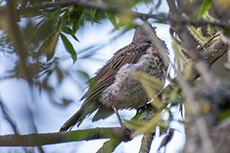 Misteldrossel [Turdus viscivorus]