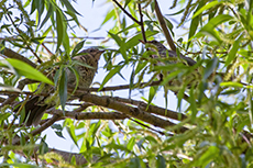 Misteldrossel [Turdus viscivorus]