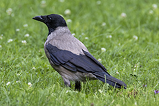 Nebelkrhe [Corvus cornix]