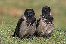 Nebelkrhe [Corvus cornix]