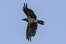 Nebelkrhe [Corvus cornix]
