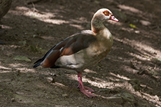 Nilgans [Alopochen aegyptiaca]