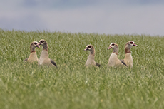 Nilgans [Alopochen aegyptiaca]