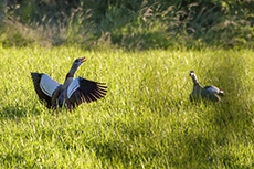 Nilgans