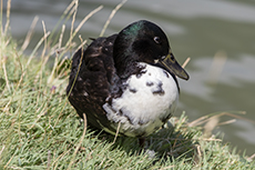 Pommernente [Anas platyrhynchos domesticus]