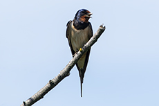 Rauchschwalbe [Hirundo rustica]