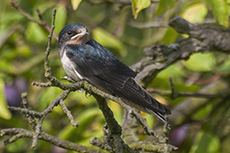 Rauchschwalbe Jungvogel [Hirundo rustica]