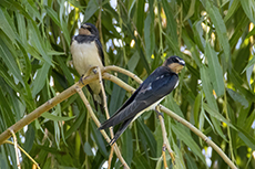 Rauchschwalbe [Hirundo rustica]