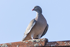 Ringeltaube [Columba palumbus]