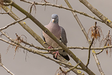 Ringeltaube [Columba palumbus]