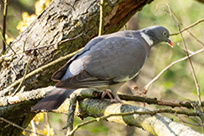 Ringeltaube [Columba palumbus]