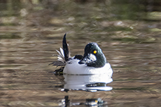 Schellente [Bucephala clangula]
