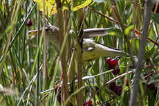 Schilfrohrsnger [Acrocephalus schoenobaenus]