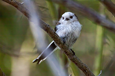 Schwanzmeise [Aegithalos caudatus]