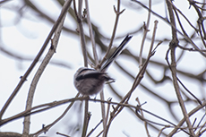Schwanzmeise [Aegithalos caudatus]