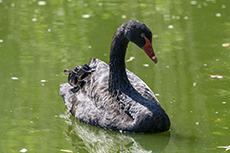 Schwarzschwan [Cygnus atratus]