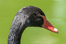 Schwarzschwan [Cygnus atratus]