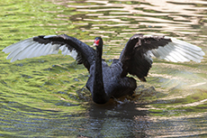 Schwarzschwan