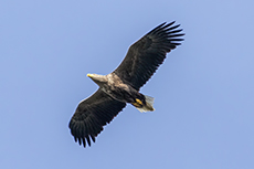 Seeadler [Haliaeetus albicilla]