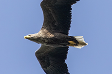 Seeadler [Haliaeetus albicilla]