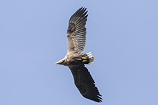Seeadler [Haliaeetus albicilla]