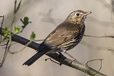 Singdrossel [Turdus philomelos]