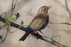 Singdrossel [Turdus philomelos]