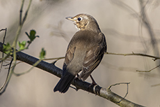 Singdrossel [Turdus philomelos]