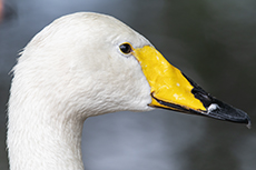 Singschwan [Cygnus cygnus]