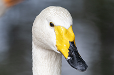 Singschwan [Cygnus cygnus]