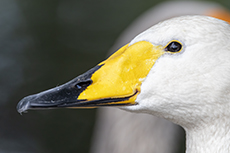 Singschwan