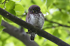 Sperlingskauz [Glaucidium passerinum]