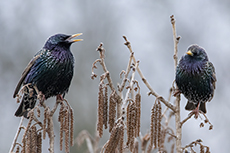 Star [Sturnus vulgaris]