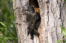 Star [Sturnus vulgaris]