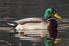 Stockente mnnchen im Prachtkleid [Anas platyrhynchos]