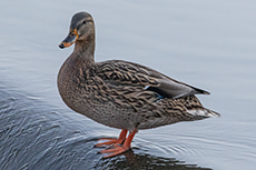 Stockente weibchen [Anas platyrhynchos]