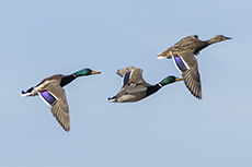 Stockenten