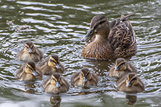 Stockente weibchen mit Kken [Anas platyrhynchos]