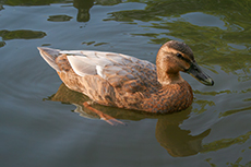Stockenten