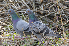 Straentaube [Columba livia domestica]