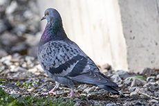 Straentaube [Columba livia domestica]