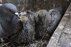 Straentaube [Columba livia domestica]