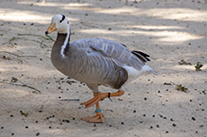 Streifengans [Anser indicus]