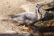 Streifengans [Anser indicus]
