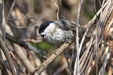 Sumpfmeise [Poecile palustris]