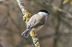 Sumpfmeise [Poecile palustris]