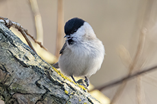 Sumpfmeise [Poecile palustris]