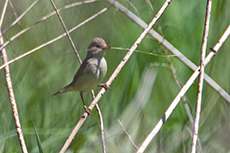 Sumpfrohrsnger [Acrocephalus palustris]