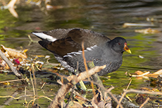 Teichhuhn [Gallinula chloropus]